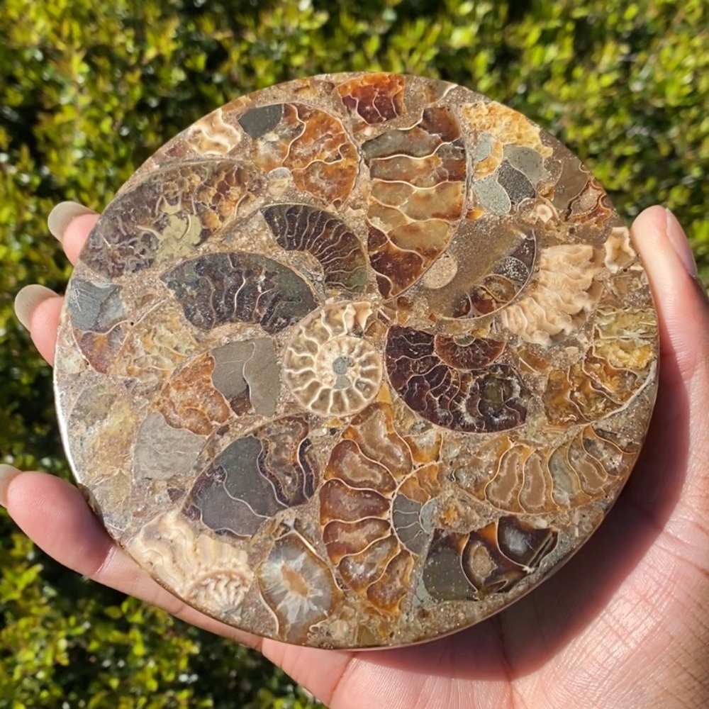 Ammonite Fossil Mini Plate/Coaster
